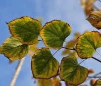 Tilia x europaea 'Pallida' - Koningslinde - 2