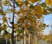 Tilia x europaea 'Pallida' - Koningslinde - 3