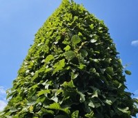 Carpinus betulus - Haagbeuk - 1