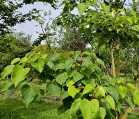 Idesia polycarpa - Oranjekers - 1