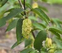 Carpinus japonica - Japanse Haagbeuk - 4