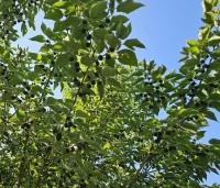 Broussonetia papyrifera - Papiermoerbei - juli 2025