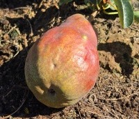 Pyrus com. 'Williams' - Pyrus com. 'Williams' - 5