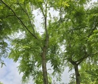 Gleditsia triacanthos 'Inermis' - Valse Christusdoorn 'Inermis' - 5