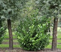 Prunus laurocerasus 'Rotundifolia'  - Laurierkers 'Rotundifolia'  - 2