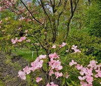 Cornus florida 'Cherokee Chief' - Veelbloemige kornoelje 'Cherokee Chief' - 5