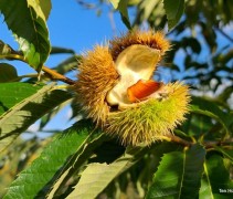 Castanea sativa 'Lyon'