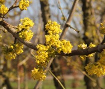 Cornus mas bloeiwijze