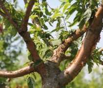Prunus maackii 'Amber Beauty'