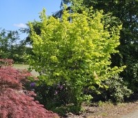 Corylus avellana 'Aurea' - Geelbladige hazelaar - 1