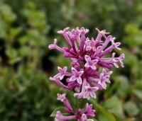 Syringa meyeri 'Palibin' - Dwergsering 'Palibin' - 1