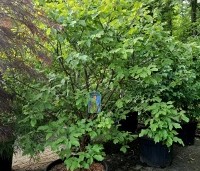 Acer griseum - Papieresdoorn - 1