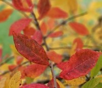 Nyssa sinensis - Chinese tupeloboom - 2