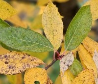 Nyssa sinensis - Chinese tupeloboom - 1