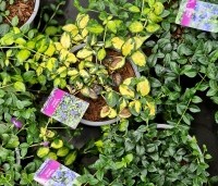 Vinca minor - Kleine maagdenpalm blauw - op aanvraag zijn ook andere soorten en kleuren maagdepalm leverbaar