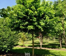 carpinus betulus dakvorm parasolboom