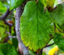 Corylus Contorta