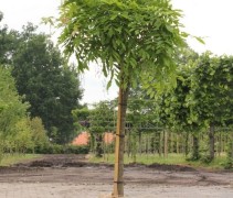 Wisteria sinensis op stam