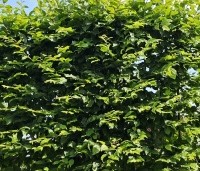 Carpinus betulus - Haagbeuk - 2