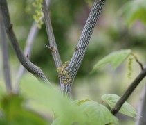 Chinese esdoorn stam met slangenmotief / lengte strepen