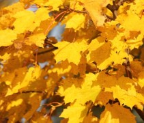 Herfstkleur Noordse Esdoorn