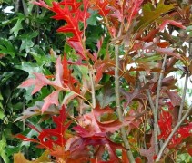 Quercus palustris 'Green Pillar'