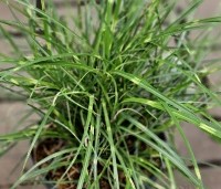 Miscanthus sinensis 'Strictus Dwarf' - Prachtriet 'Strictus Dwarf' - 1