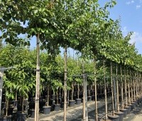 Prunus armeniaca 'Tros Oranje' - Prunus armeniaca 'Tros Oranje' - 3