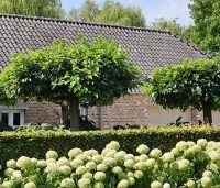Morus alba 'Macrophylla' - Witte moerbei - 3