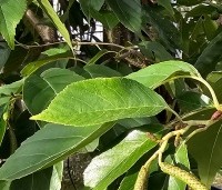 Alnus x spaethii 'Spaeth' - Els 'Spaeth' - 1