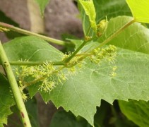 Bloei en blad van de Blauwe druif 'Boskoop Glorie' planten