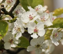Pyrus calleryana ‘Chanticleer’ 
