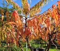 Rhus typhina 'Tiger Eyes' - Fluweelboom 'Tiger Eyes' - 2