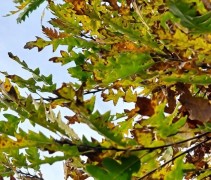 Quercus cerris