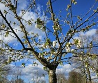 Prunus serrulata 'Shirotae' - Japanse Sierkers - 1