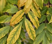 Wisteria floribunda 'Rosea' - Blauwe regen - herfst