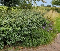 Elaeagnus ebbingei 'Compacta' - Olijfwilg  - toepassing in border