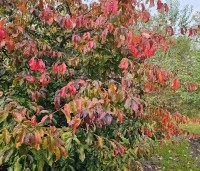 Parrotia persica 'Bella' - Perzisch IJzerhout - herfstkleuren oktober 2024