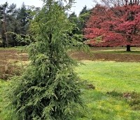 Tsuga canadensis - Canadese Hemlockspar - 1