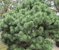 Pinus mugo 'Mops' - Bergden dwergvorm Mops - 1