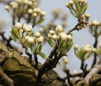 Pyrus com. 'Triomphe de Vienne' - Pyrus com. 'Triomphe de Vienne' - 1
