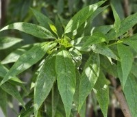 Chitalpa tashkentensis 'Pink Dawn' - Chitalpa - 3