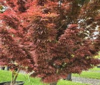 Acer palmatum 'Jerre Schwartz' - Japanse Esdoorn 'Jerre Schwartz' - 1