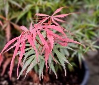 Acer palmatum 'Jerre Schwartz' - Japanse Esdoorn 'Jerre Schwartz' - 2