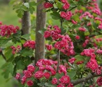Crataegus leavigata 'Paul's Scarlet' - Rode Meidoorn - 4
