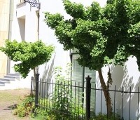 Ginkgo biloba 'Mariken' - Japanse Notenboom 'Mariken'  - 2