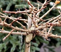 Ginkgo biloba 'Mariken' - Japanse Notenboom 'Mariken'  - winter