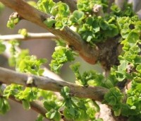 Ginkgo biloba 'Mariken' - Japanse Notenboom 'Mariken'  - 3