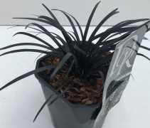 Het zwarte siergras is bijna gelijk aan de kleur van de pot