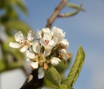Pyrus communis 'Zoete Brederode'